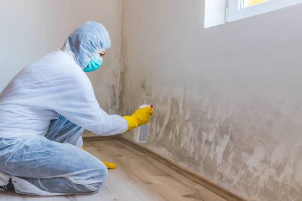 Licensed Black Mold Removal service in East Jordan, MI - WQB Mold Removal