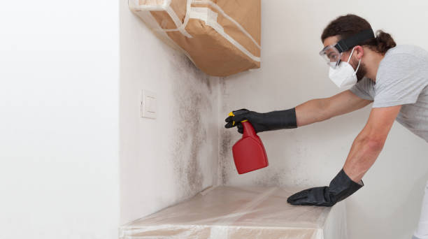 Professional Black Mold Removal technician working in East Jordan, MI