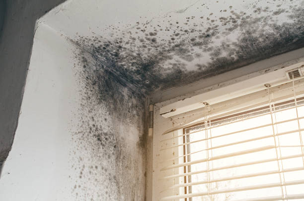Affordable Black Mold Removal solutions in East Jordan, MI